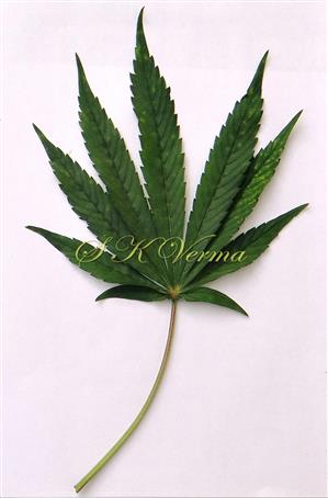  Leaf (Adaxial view)